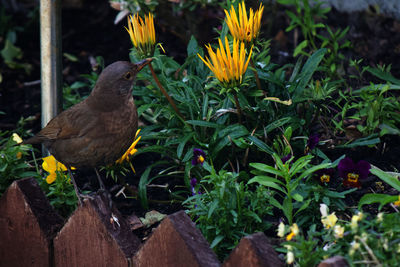 Close-up of bird perching on flower