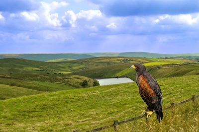 Harris hawk perched on a fence  in castleshaw, castleshaw lower reservoir