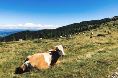 Cows grazing in field against sky