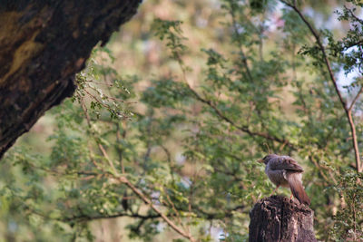 Low angle view of bird perching on tree