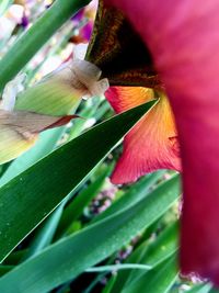 Close-up of flower growing outdoors