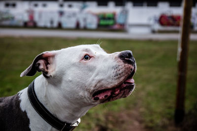 Close-up of dog looking away