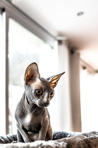 Portrait of dog looking at home