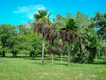 Palm trees on field against sky