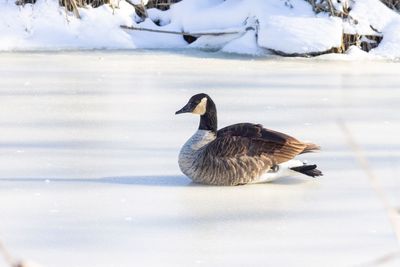 Duck swimming in lake during winter