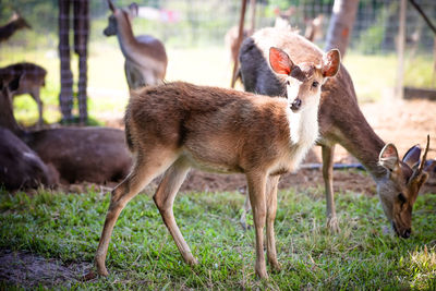 Deer in a field