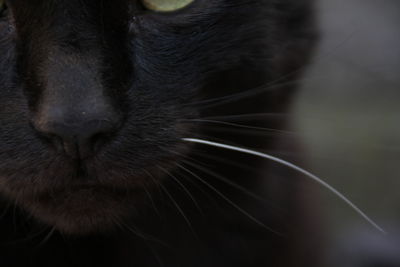 Close-up of black cat