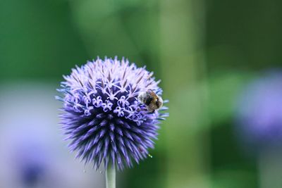 Close-up of insect on purple flower