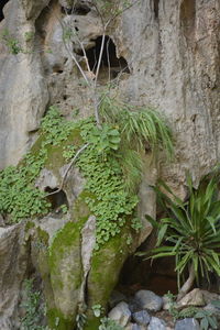 Close-up of moss growing on tree trunk