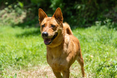 Portrait of a dog on field