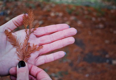 Close-up of hand holding twigs during autumn