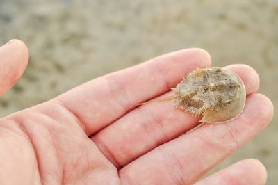 Baby horseshoe crab in hand to show size. this kabuto looking creature is related to spiders.