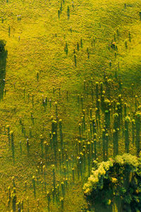 High angle view of meadow