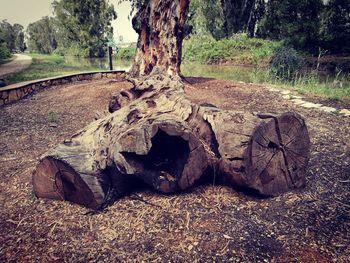 Dead tree on field in forest