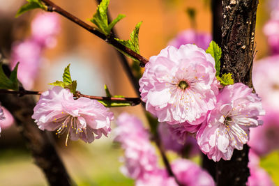 Close-up of pink flowers