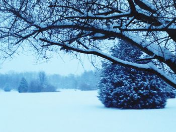 Bare trees on snow covered field