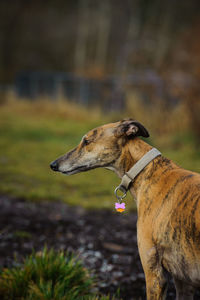 Greyhound standing on field in park