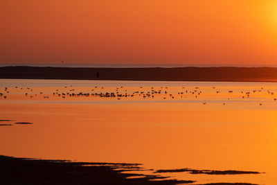 Flock of birds flying over sea during sunset