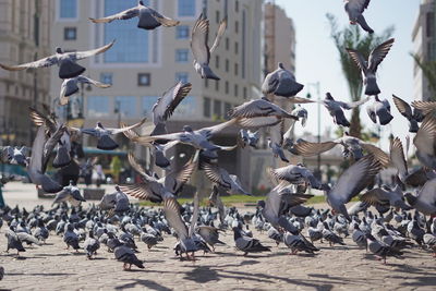 Flock of pigeons flying