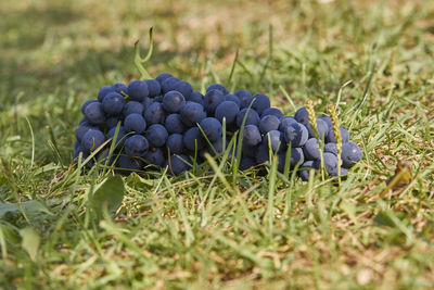 Close-up of grapes growing on field