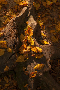 Close-up of tree trunk