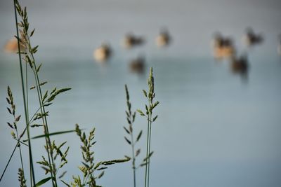 Close-up of plants against sky