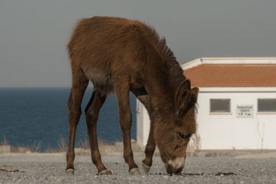 Donkey standing on field against sea