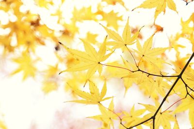 Full frame shot of autumn leaves