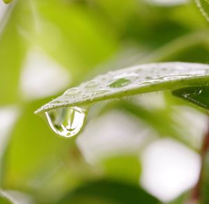 Close-up of wet plant leaves