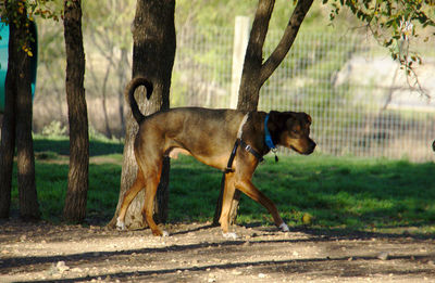 Trotting in the shade