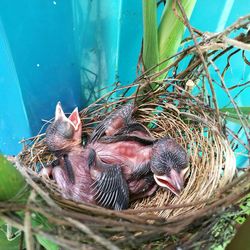 High angle view of birds in nest