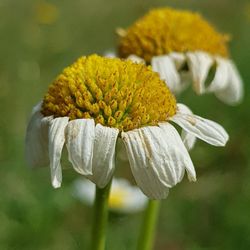 Close-up of yellow flowering plant