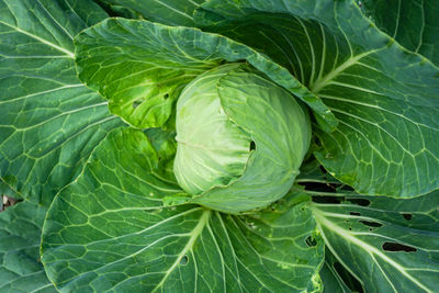 High angle view of green leaves