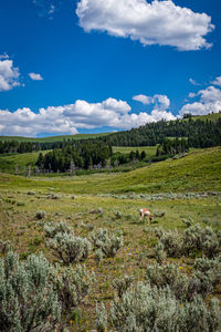 Scenic view of landscape against sky