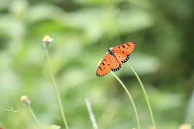 Close-up of butterfly pollinating flower