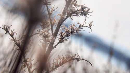 Close-up of dry plant against sky