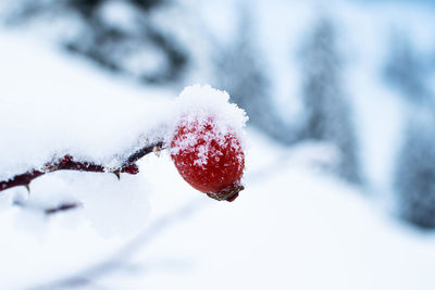 Close-up of frozen fruit on snow