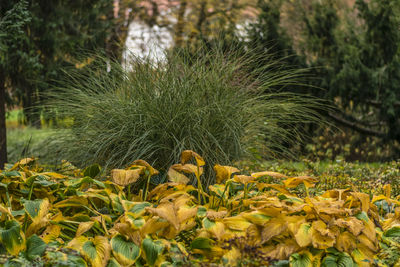 Close-up of yellow flowers on field