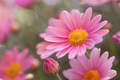 Close-up of pink cosmos flower blooming outdoors