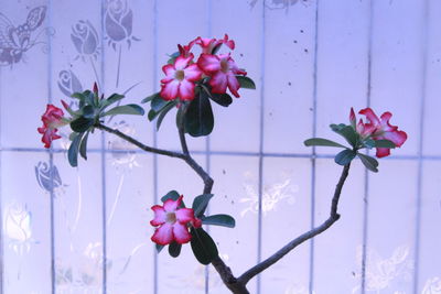 Close-up of pink flowering plants