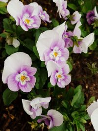 Close-up of purple flowering plants