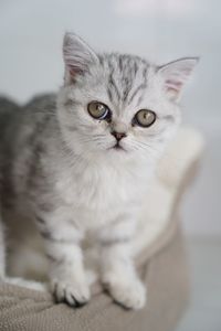 Close-up portrait of cat