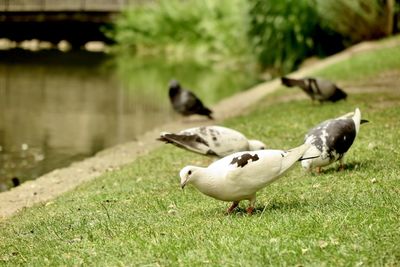 Ducks on a lake