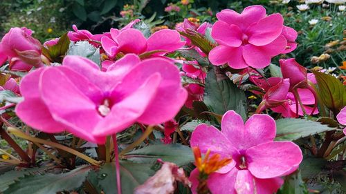 Close-up of pink flowers blooming outdoors