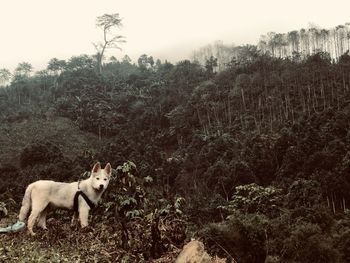 animal