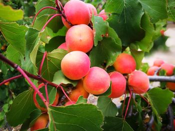 Close-up of berries growing on tree