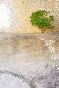 High angle view of plants growing by wall