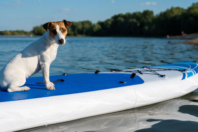 Dog on boat in lake