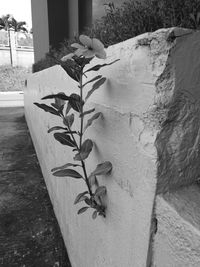 Plants growing on footpath