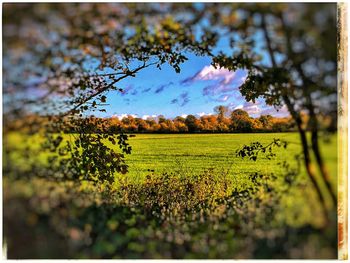 Close-up of fresh flower tree in field against sky